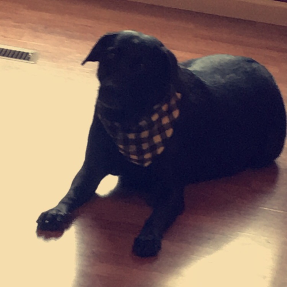 Meet your Posher, Abby